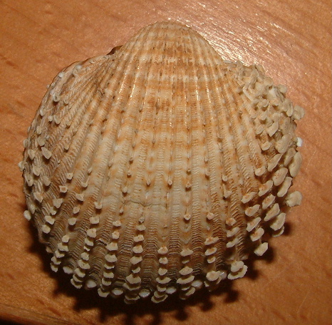 Acanthocardia spinosa